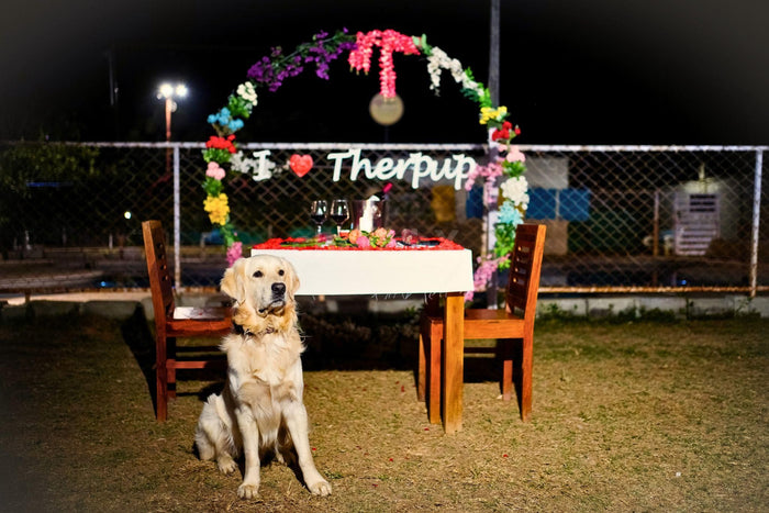 Date & Dine With Dogs