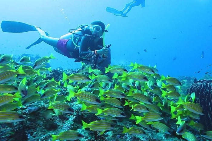 Curated Try Scuba Diving In Havlock