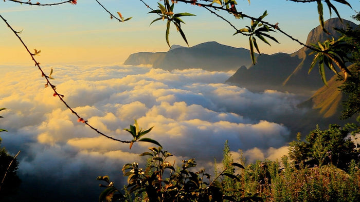 Soft Trek at Munnar