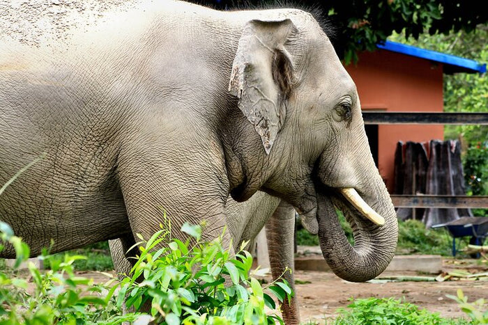 Unforgettable Taj Mahal with Wildlife SOS Elephant Conservation and Care Center