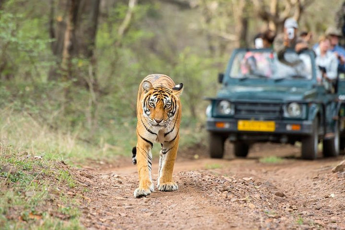 Safari Adventure Gift Box: Extraordinary Wildlife Experiences Across India