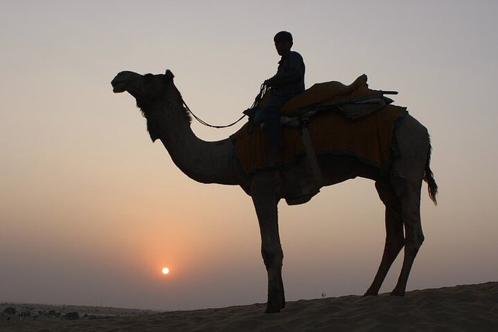 Camel Safari at Osian from Jodhpur