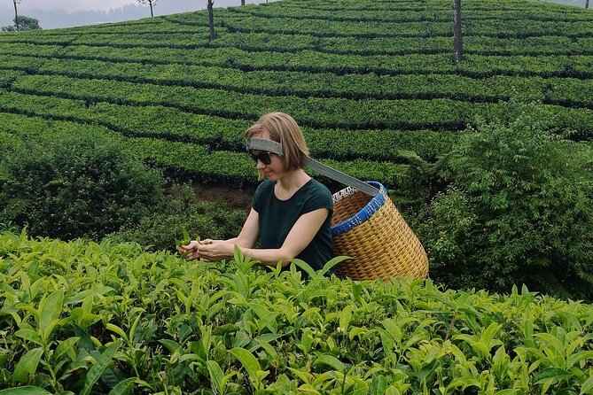 Local Tea Trail and Tea Factory Visit in Munnar