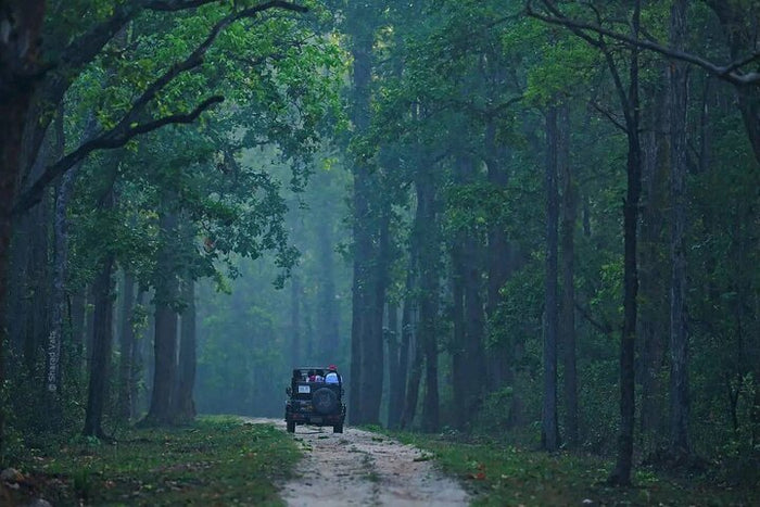 Immersive Private Lion Safari in the Gir National Park in Gujarat