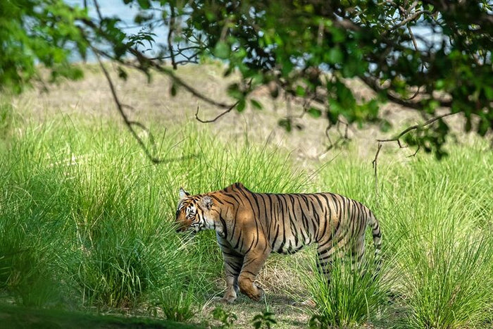 Ranthambore tiger safari tour