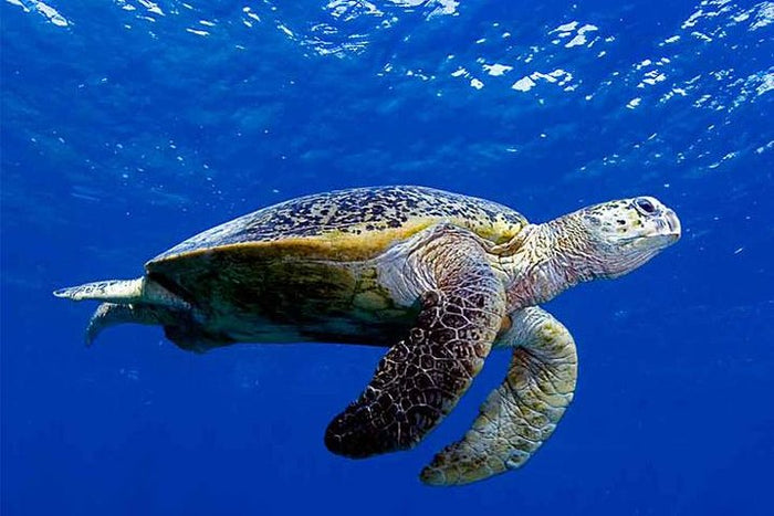Curated Try Scuba Diving In Havlock