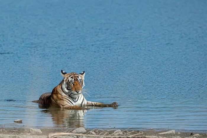 Tiger Safari at Ranthambore
