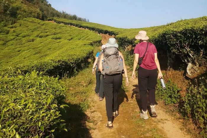 Sunrise Trek at Munnar for One