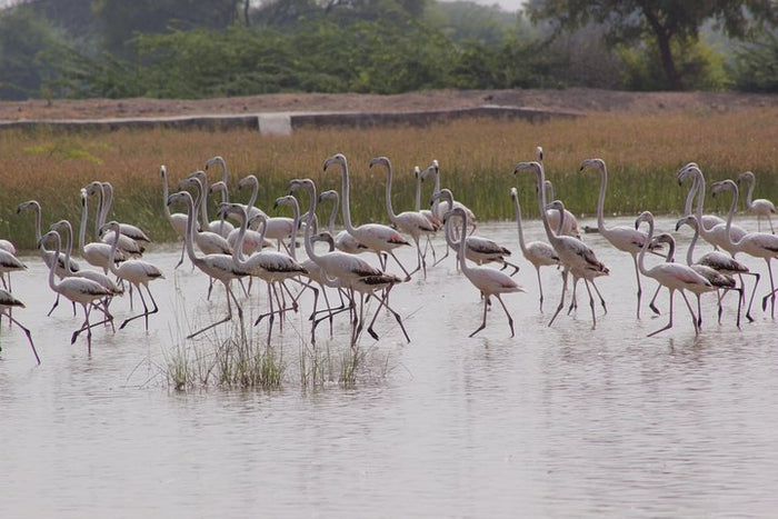 Tranquil Bishnoi Village Safari - An Education On Nature Conservation