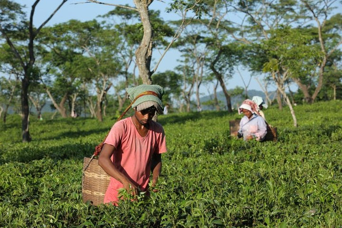 Immersive 6D/5N Assam & Meghalaya