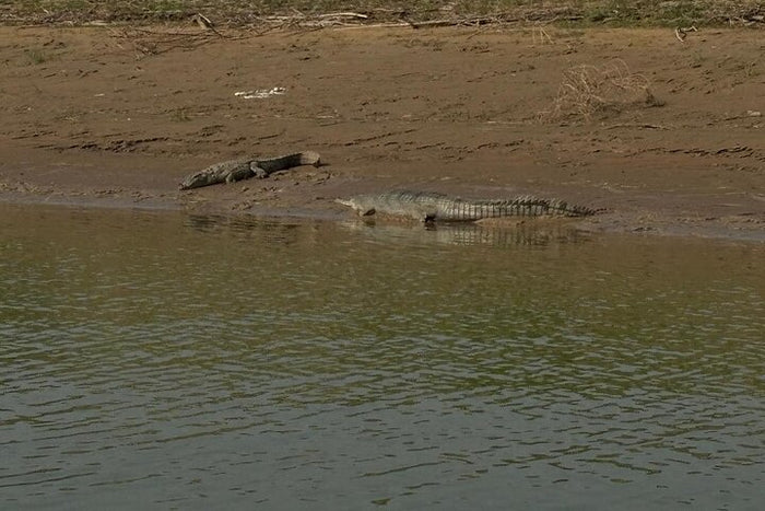 From Ranthambore:National Chambal Alligator Private Trip All Incl