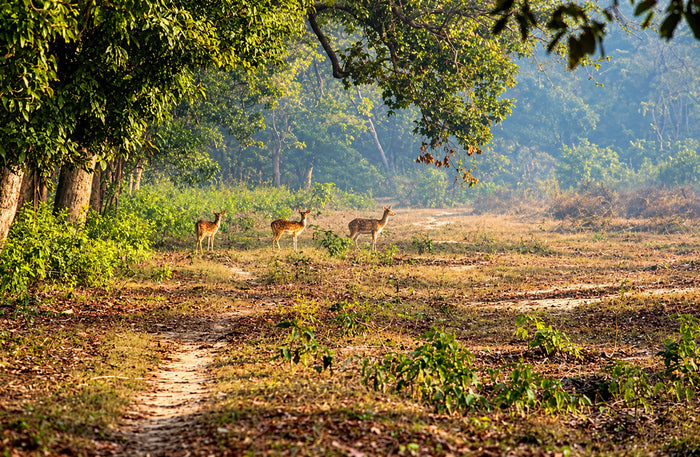 Captivating Private Jeep Safari in Jim Corbett's National Park Zones or Eco Tourism Zones