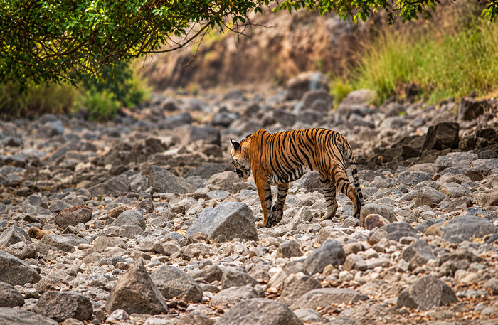 Captivating Private Jeep Safari in Jim Corbett's National Park Zones or Eco Tourism Zones