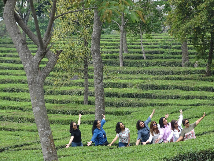 Palampur Adventure and Heritage Experience with Tea Garden Tour