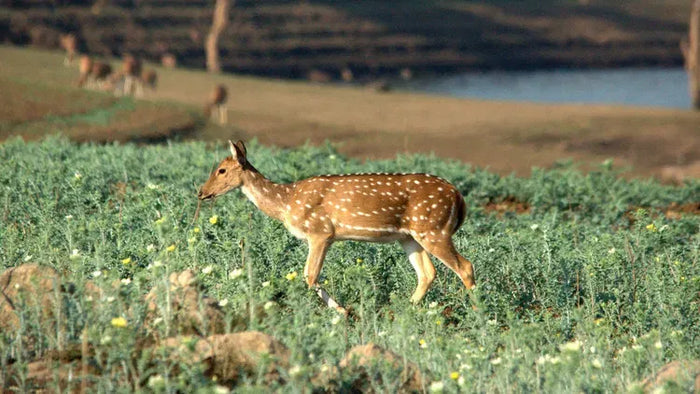 Private Rooftop Chef's Choice Dining Experience for Two at The Riverwood Forest Retreat - Pench