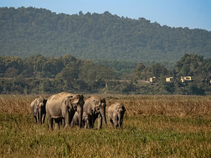 Elephant Safari Experience for One in Gorumara National Park