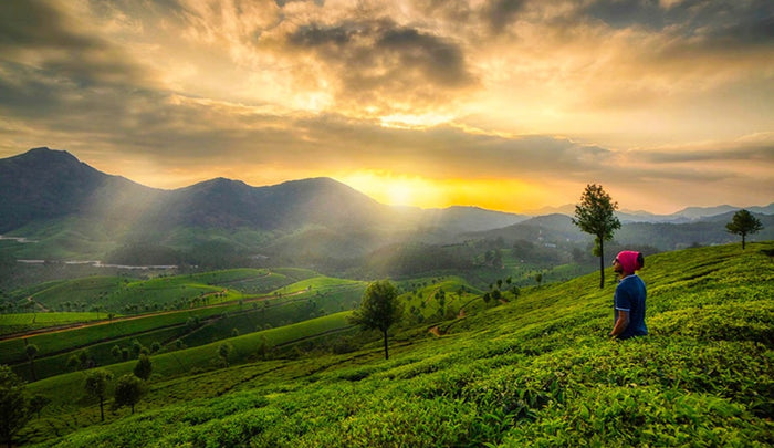 Local Tea Trail and Tea Factory Visit in Munnar