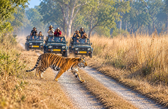 Thrilling Private Jeep Safari in the Jim Corbett Surrounding Forests for Up to 6 People