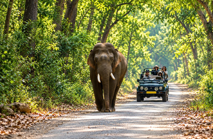 Thrilling Private Jeep Safari in the Jim Corbett Surrounding Forests for Up to 6 People