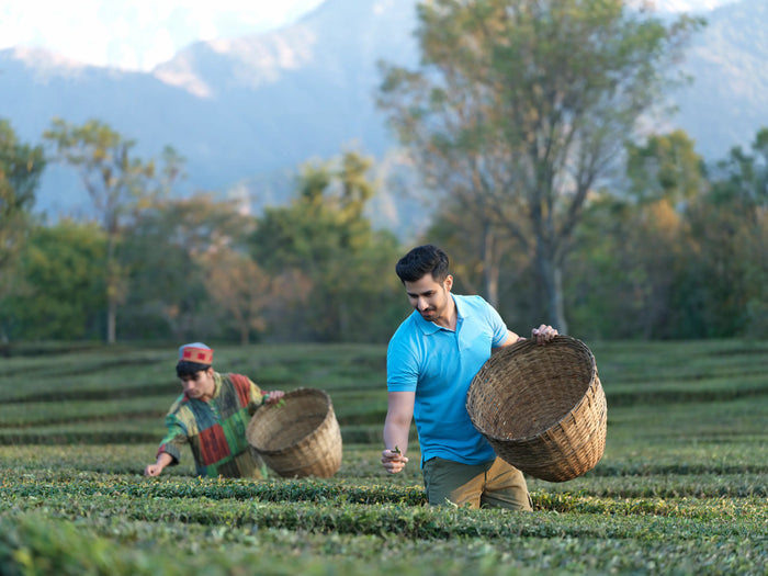 Kangra Valley Art, Heritage, and Tea Trail Experience
