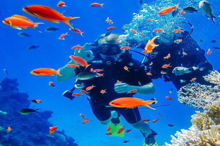 Curated Try Scuba Diving In Havlock