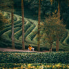 Kangra Valley Art, Heritage, and Tea Trail Experience