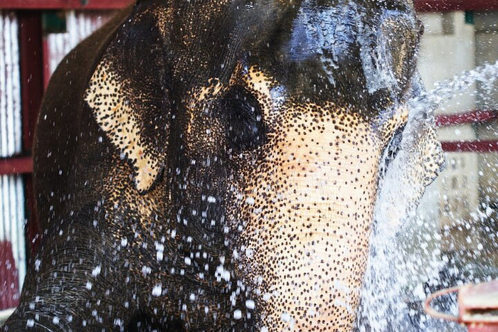 Unforgettable Taj Mahal with Wildlife SOS Elephant Conservation and Care Center