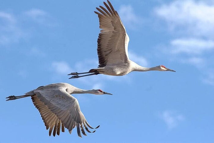 Same Day Trip To National Chambal Sanctuary From Agra With River Safari