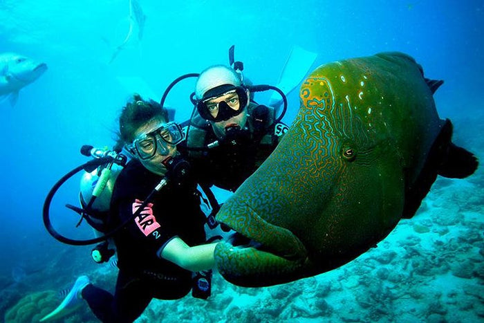 Curated Try Scuba Diving In Havlock