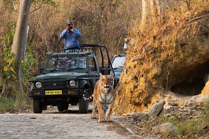 Thrilling Jeep Safari in Jim Corbett National Park from Ramnagar