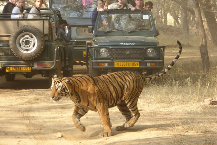 Safari Adventure Gift Box: Extraordinary Wildlife Experiences Across India