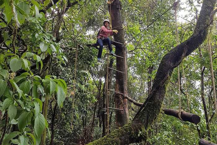 Immersive Tree Top Adventure