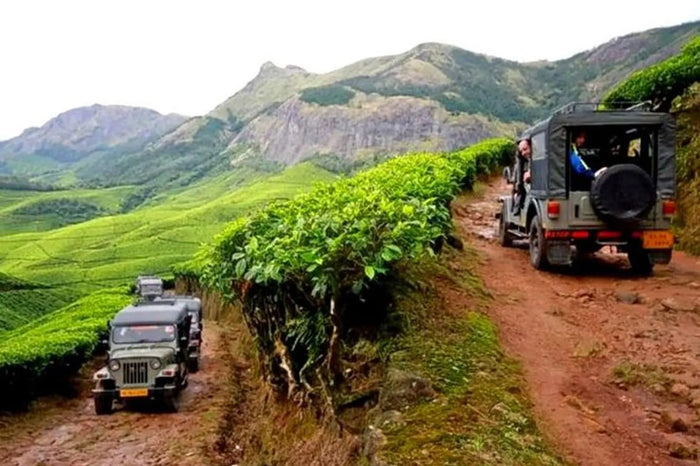 Local Tea Trail and Tea Factory Visit in Munnar