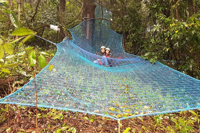 Immersive Tree Top Adventure