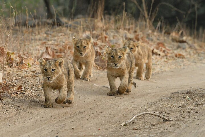 Immersive Private Lion Safari in the Gir National Park in Gujarat