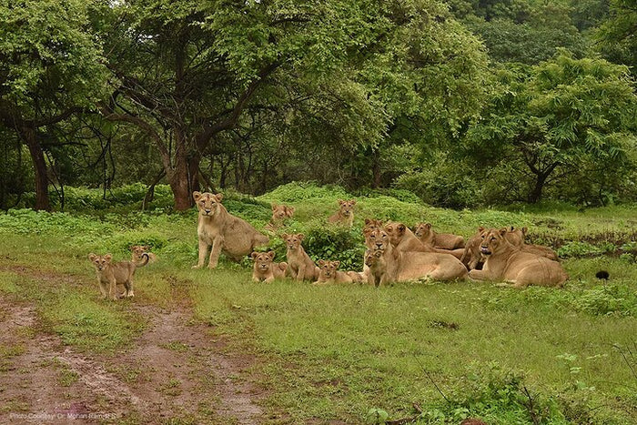 Immersive Private Lion Safari in the Gir National Park in Gujarat