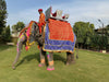 Royal Elephant Experience with Safari and Cultural Village Tour in Jaipur