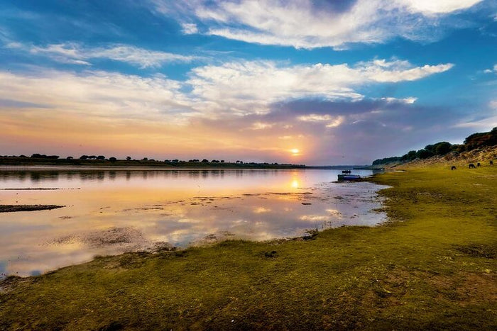 From Ranthambore:National Chambal Alligator Private Trip All Incl