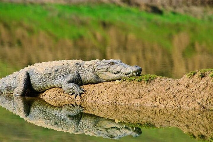 From Ranthambore:National Chambal Alligator Private Trip All Incl