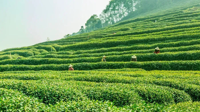 Palampur Adventure and Heritage Experience with Tea Garden Tour