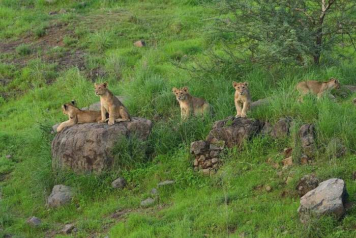 Immersive Private Lion Safari in the Gir National Park in Gujarat