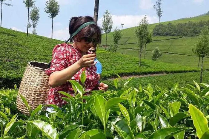 Local Tea Trail and Tea Factory Visit in Munnar