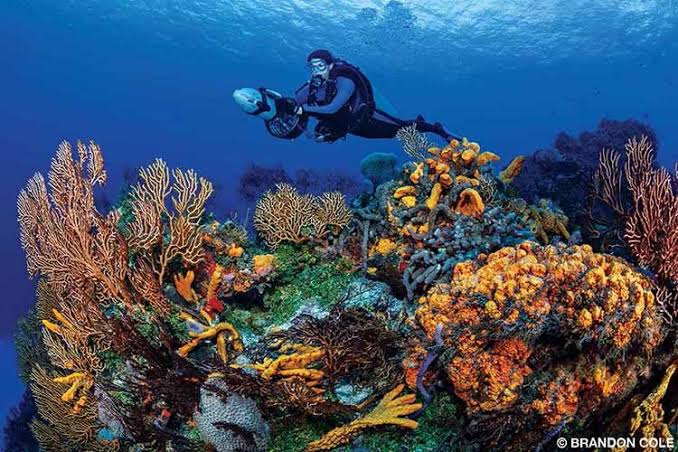 Thrilling PADI Scuba Diver Certification Course in Kovalam