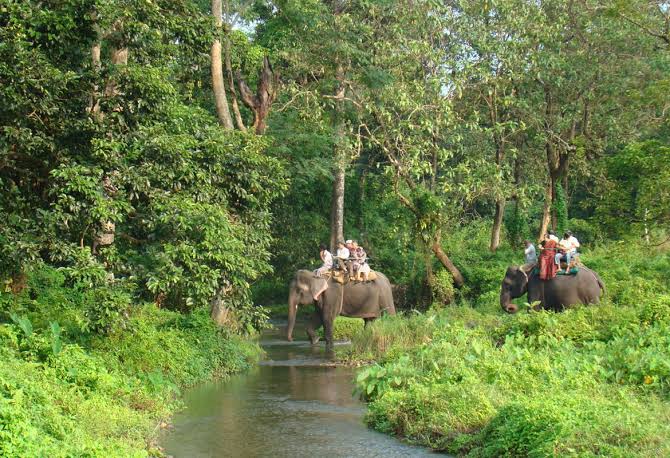 Elephant Safari Experience for One in Gorumara National Park