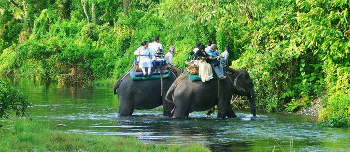 Elephant Safari Experience for One in Gorumara National Park