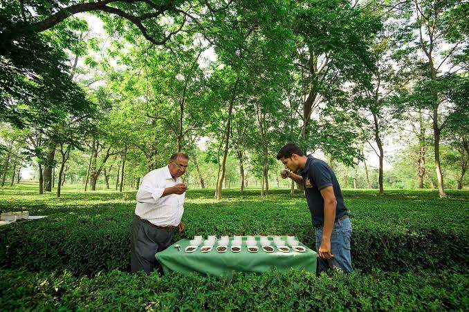 Kangra Valley Art, Heritage, and Tea Trail Experience