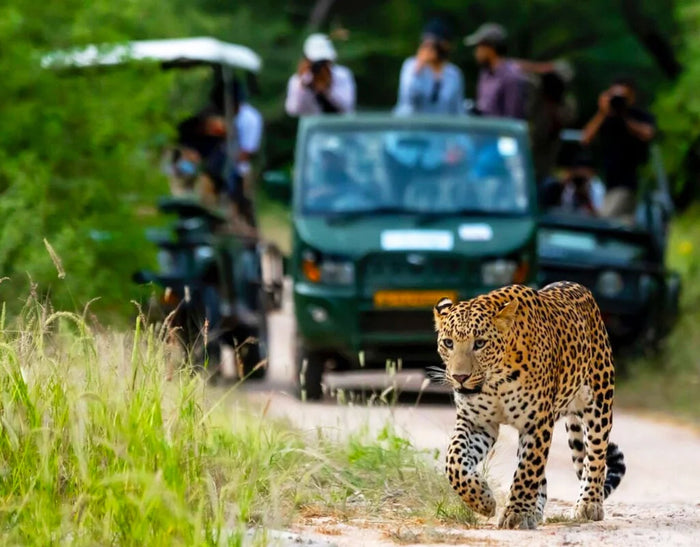 Evening Leopard Safari Experience in Jawai Leopard Conservation Area for One