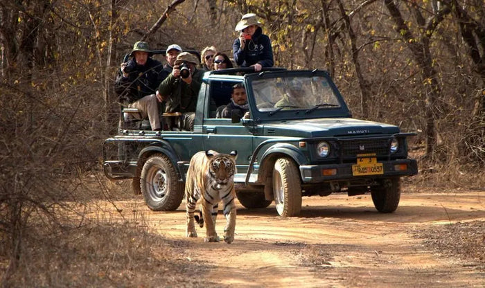 Evening Leopard Safari Experience in Jawai Leopard Conservation Area for One