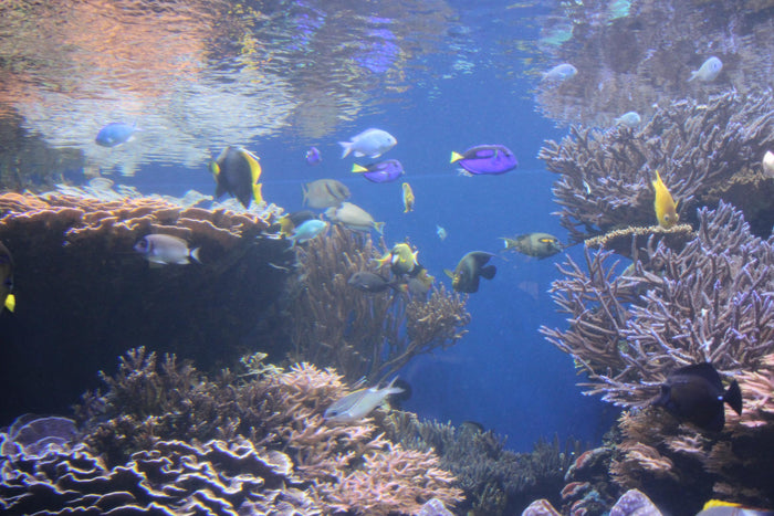 Premium Scuba Diving Package, Goa | Use THRILLO200 for Flat 200 Off