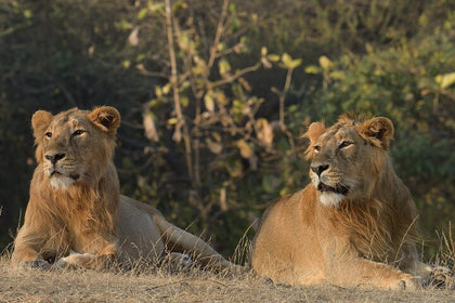 Immersive Private Lion Safari in the Gir National Park in Gujarat
